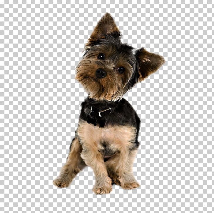 Yorkshire Terrier Puppy Yorkipoo Pug Golden Retriever PNG, Clipart, Animals, Carnivoran, Companion Dog, Cuteness, Desktop Wallpaper Free PNG Download