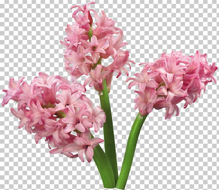 Advertising Flower Bible Kaoani Michelle PNG, Clipart, Advertising, Bible, Blog, Community, Cut Flowers Free PNG Download