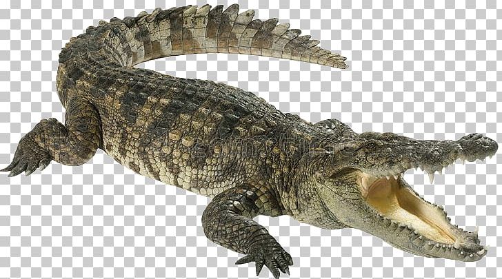 Crocodiles American Alligator Stock Photography PNG, Clipart, Alligator, American Alligator, Animal Figure, Animals, Crocodile Free PNG Download