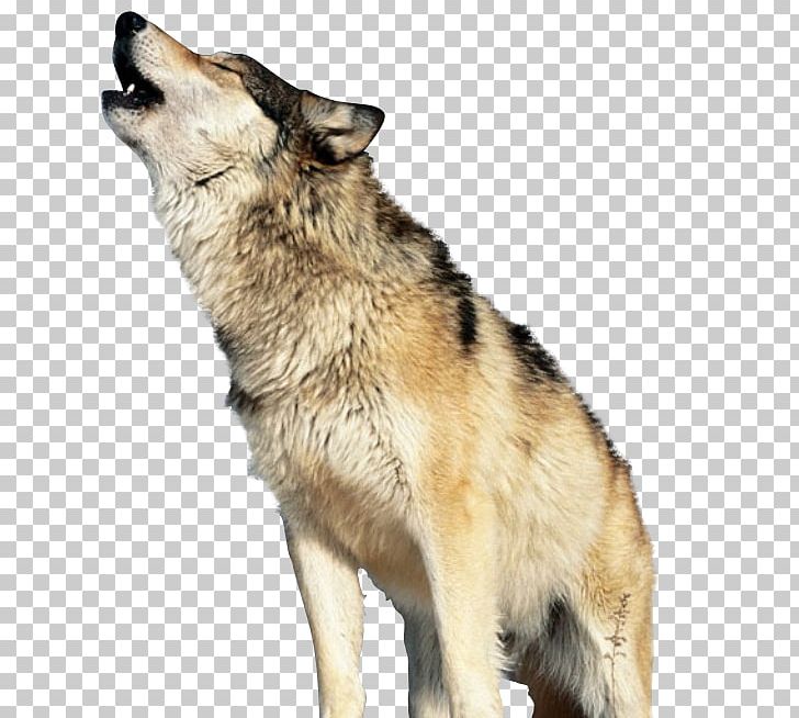 Gray Wolf Wolf's Head Synthetic Oil Automatic Transmission Fluid PNG, Clipart, Animals, Automatic Transmission, Carnivoran, Dog Breed, Dog Breed Group Free PNG Download