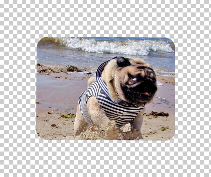 Pug Dog Breed Toy Dog Running Snout PNG, Clipart, Bag, Breed, Carnivoran, Cosmetics, Dog Free PNG Download