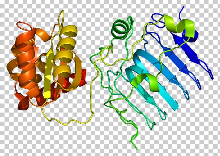 RP2 GTPase-activating Protein Gene Retinitis Pigmentosa GTPase Regulator PNG, Clipart, Art, Artwork, Bell Peppers And Chili Peppers, Chili Pepper, Chromosome Free PNG Download