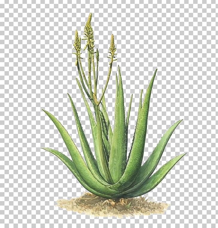 Aloe Vera Plant Agave Azul PNG, Clipart, Agave Azul, Agave Nectar, Aloe, Cartoon, Cosmetics Free PNG Download