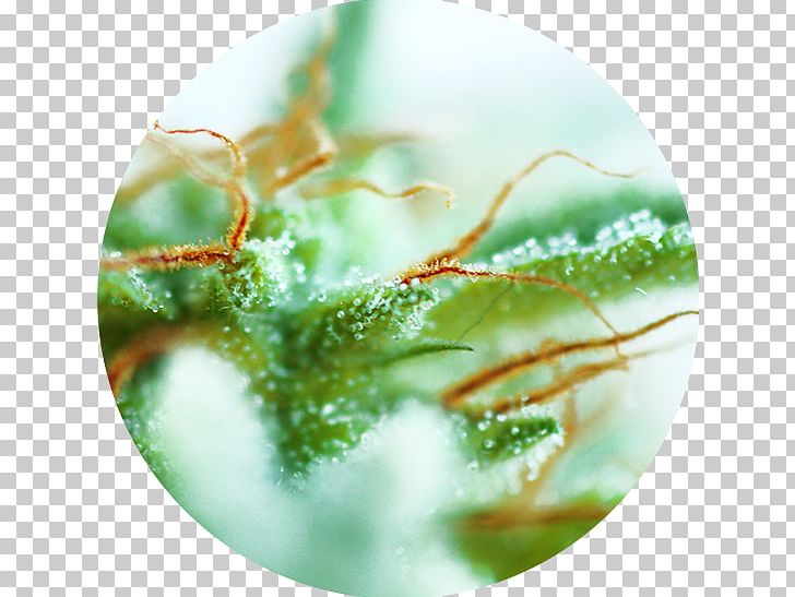 Cannabis Cup Cannabis Sativa Cannabis Ruderalis Autoflowering Cannabis PNG, Clipart, Autoflowering Cannabis, Cannabidiol, Cannabinoid, Cannabis, Cannabis Cultivation Free PNG Download