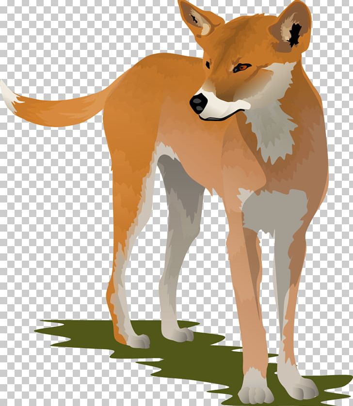 Dingo Dog PNG, Clipart, Animation, Carnivoran, Cartoon, Clip Art, Dhole Free PNG Download