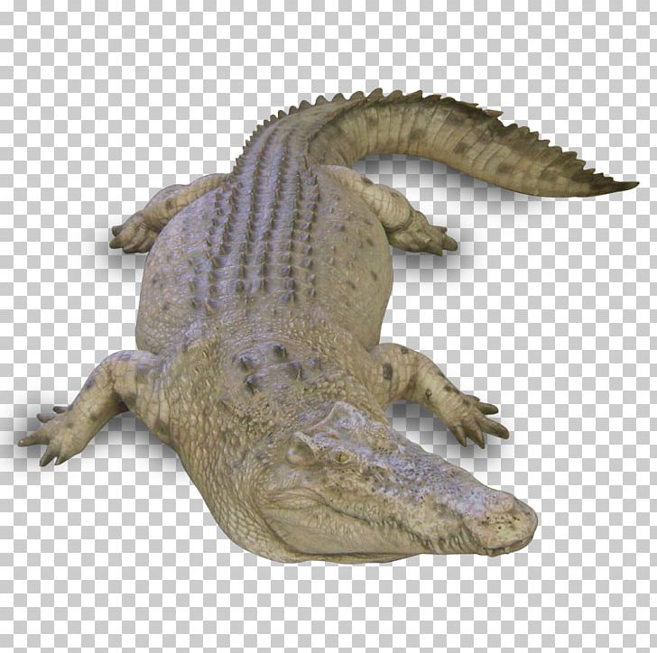 Nile Crocodile Alligators Terrestrial Animal PNG, Clipart, Alligator, Alligators, Animal, Animals, Cocodrilo Free PNG Download