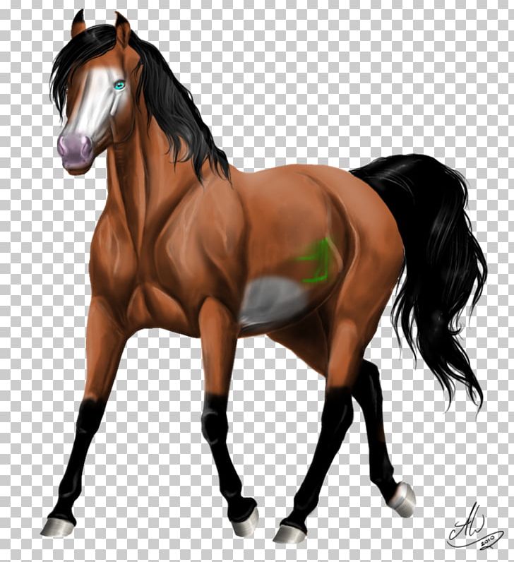 Stallion Mustang Mare Arabian Horse Kerry Bog Pony PNG, Clipart, Appaloosa, Arabian Horse, Bridle, Equestrian, Fjord Horse Free PNG Download