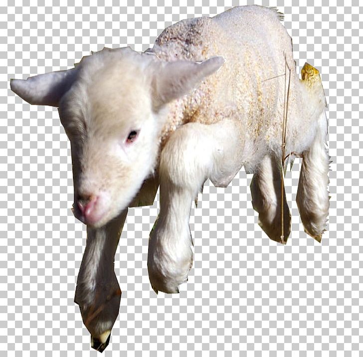 Goat Sheep Cattle Caprinae Livestock PNG, Clipart, Animal, Animals, Antelope, Caprinae, Cattle Free PNG Download