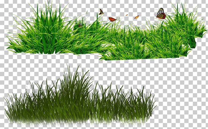 Presentation Others Grass PNG, Clipart, Clipping Path, Desktop Wallpaper, Dots Per Inch, Download, Gras Free PNG Download