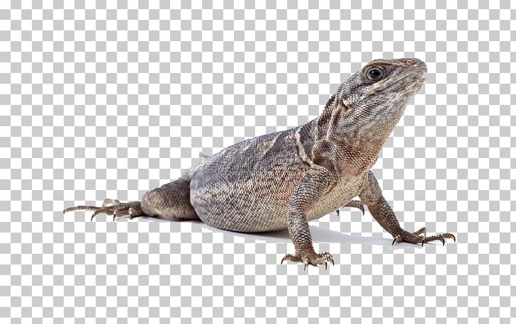 Lizard Reptile PNG, Clipart, 3d Animation, Agama, Agamidae, Animal, Animals Free PNG Download