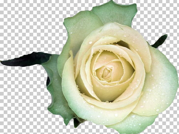 Garden Roses Beach Rose Flower White PNG, Clipart, Background White, Black White, Blue, Blue Rose, Cut Flowers Free PNG Download