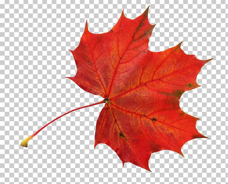 Leaf Photography Autumn Digital PNG, Clipart, Autumn, Child, Color, Daytime, Digital Image Free PNG Download