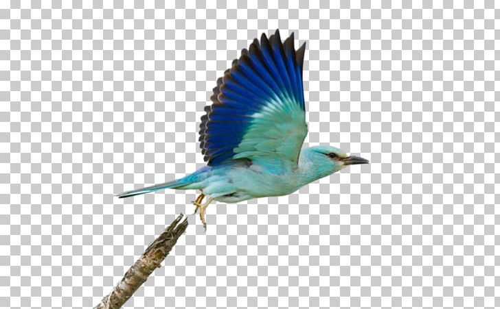 Bird Flight Photography PNG, Clipart, Animals, Beak, Bird, Bird Flight, Bird Hd Free PNG Download
