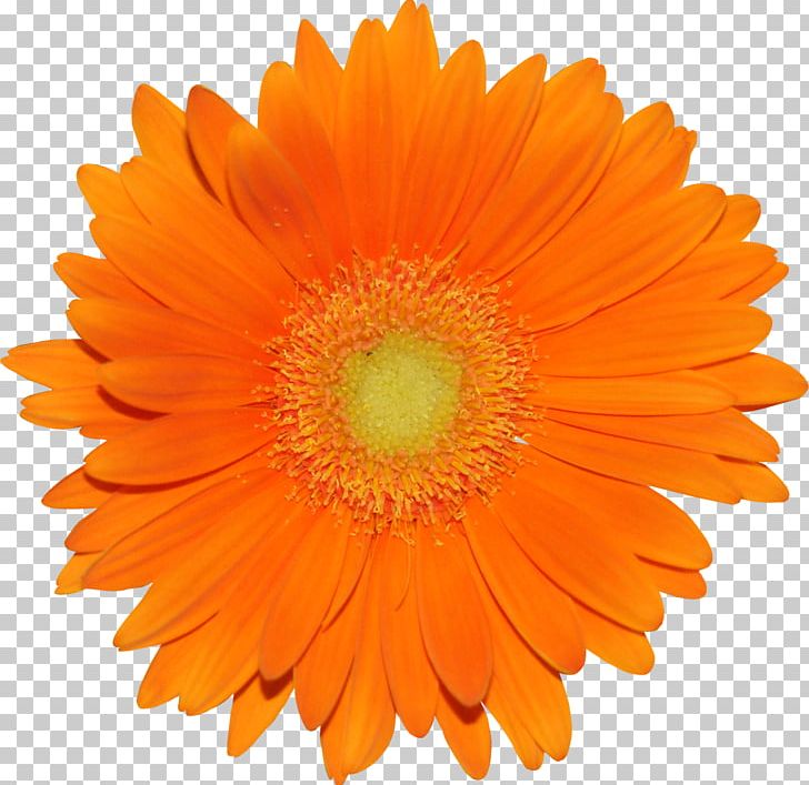 Flower Orange Transvaal Daisy Garden Roses Common Daisy PNG, Clipart, Calendula, Color, Common Daisy, Daisy Family, Femininity Free PNG Download