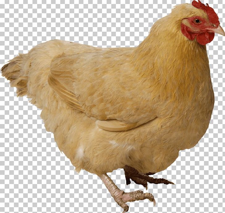 Fried Chicken Chicken Meat PNG, Clipart, Animals, Beak, Bird, Chicken, Chicken Chicken Free PNG Download