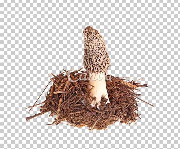 Morchella Esculenta Sporocarp Edible Mushroom Morchella Conica PNG, Clipart, Ascocarp, Bird Nest, Can Stock Photo, Dianhong, Edible Mushroom Free PNG Download