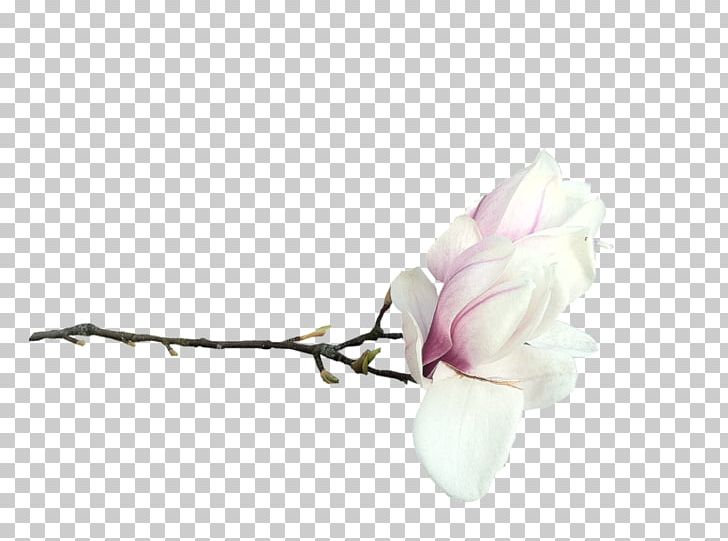 Southern Magnolia Flower Blog PNG, Clipart, Blog, Blossom, Branch, Bud, Cut Flowers Free PNG Download