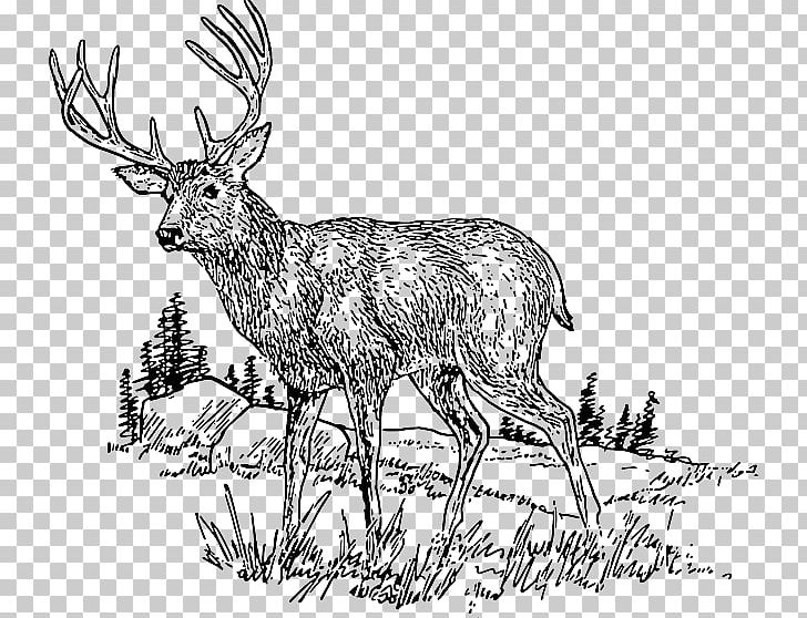 White-tailed Deer Seneca White Deer PNG, Clipart, Animals, Antler, Black And White, Blacktailed Deer, Deer Free PNG Download