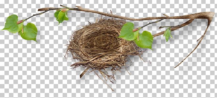 Bird Nest Bird Nest Egg Twig PNG, Clipart, Animals, Autumn Leaves, Banana Leaves, Bird, Bird Nest Free PNG Download
