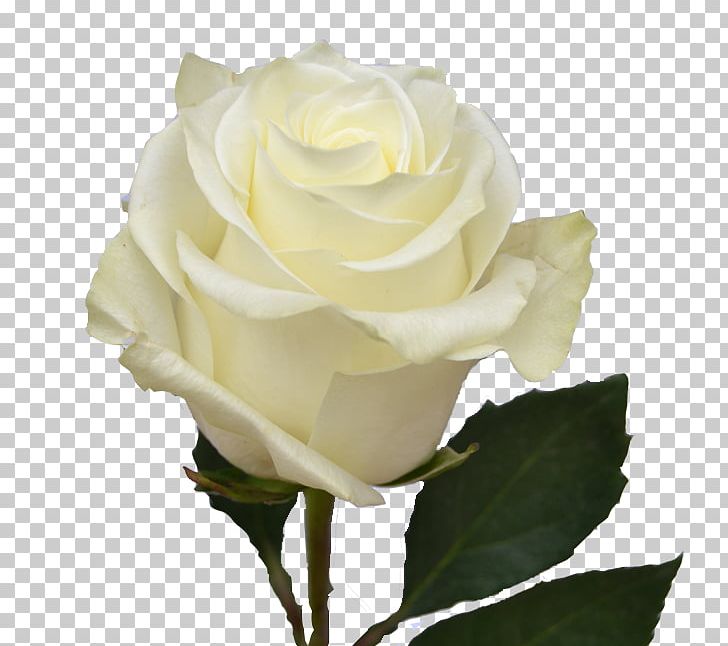 Garden Roses Cabbage Rose Floribunda Cut Flowers White PNG, Clipart, Cabbage Rose, Color, Cut Flowers, Floribunda, Floristry Free PNG Download