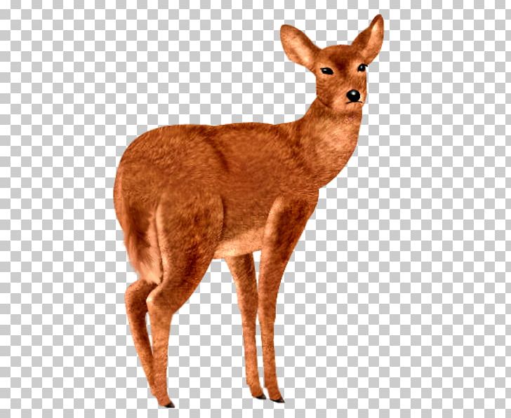 Red Deer Roe Deer Animal Sauvage PNG, Clipart, Animals, Animal Sauvage, Antelope, Christmas Deer, Creative Free PNG Download