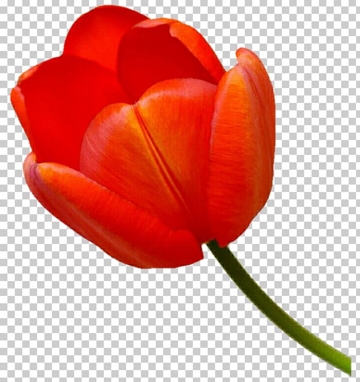 Tulip Petal Close-up Plant Stem PNG, Clipart, Closeup, Closeup, Coquelicot, Flower, Flowering Plant Free PNG Download
