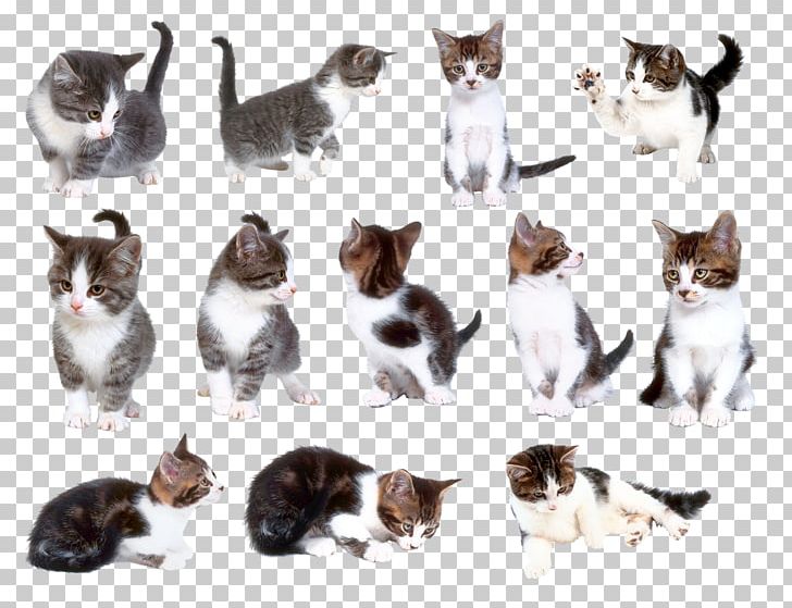 Cat Kitten Pet PNG, Clipart, Animals, Ansichtkaart, Carnivora, Carnivoran, Cat Free PNG Download