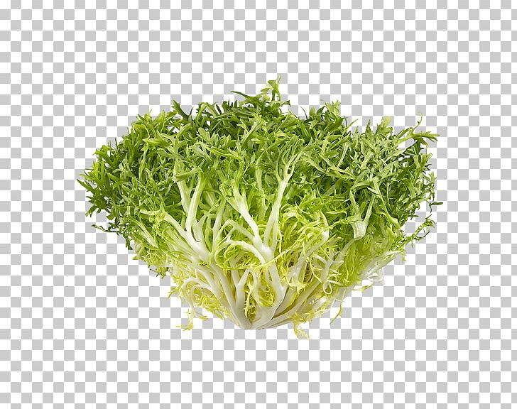 Lettuce Endive Herb PNG, Clipart, Alfalfa Sprouts, Endive, Gisele Bundchen, Grass, Herb Free PNG Download