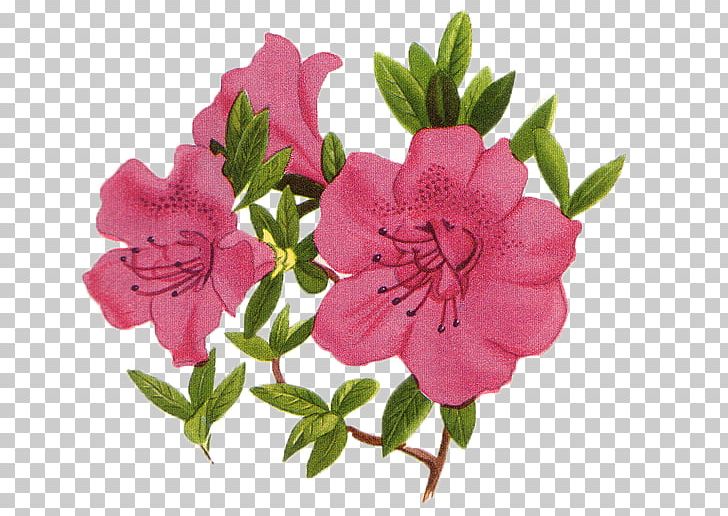 Petal Flower Photography PNG, Clipart, Christmas Decoration, Creative Background, Cut Flowers, Dec, Decor Free PNG Download