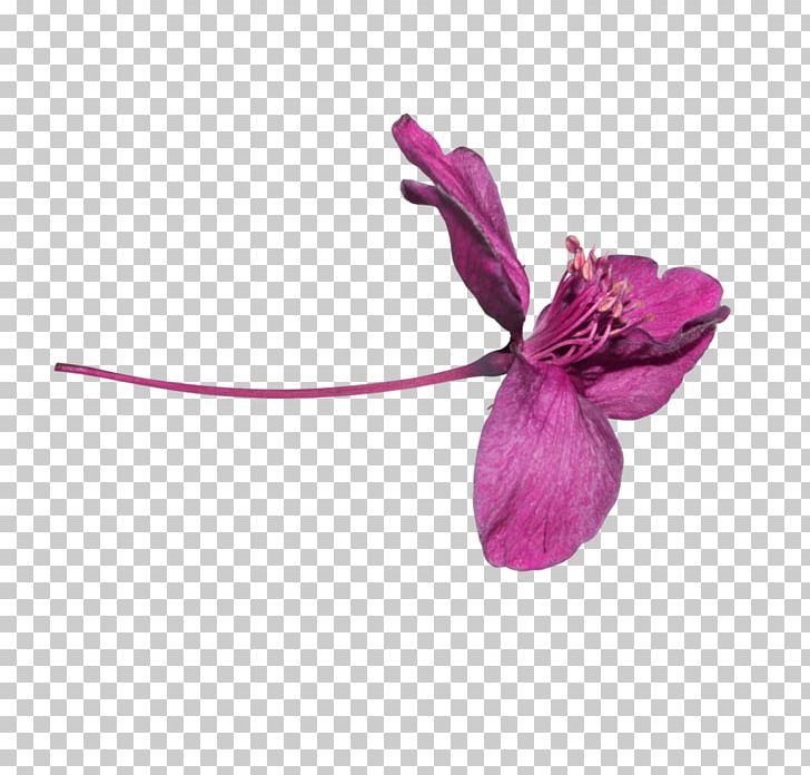 Petal Purple PNG, Clipart, Art, El 36, Flower, Flowering Plant, Magenta Free PNG Download