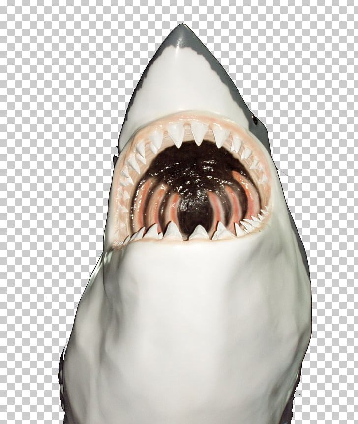 Shark Icon PNG, Clipart, Adobe Illustrator, Art, Big, Big Shark, Cartoon Shark Free PNG Download