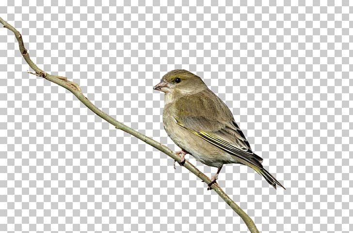 Bird House Sparrow Finch Columbidae PNG, Clipart, Animals, Beak, Bird, Branch, Branches Free PNG Download
