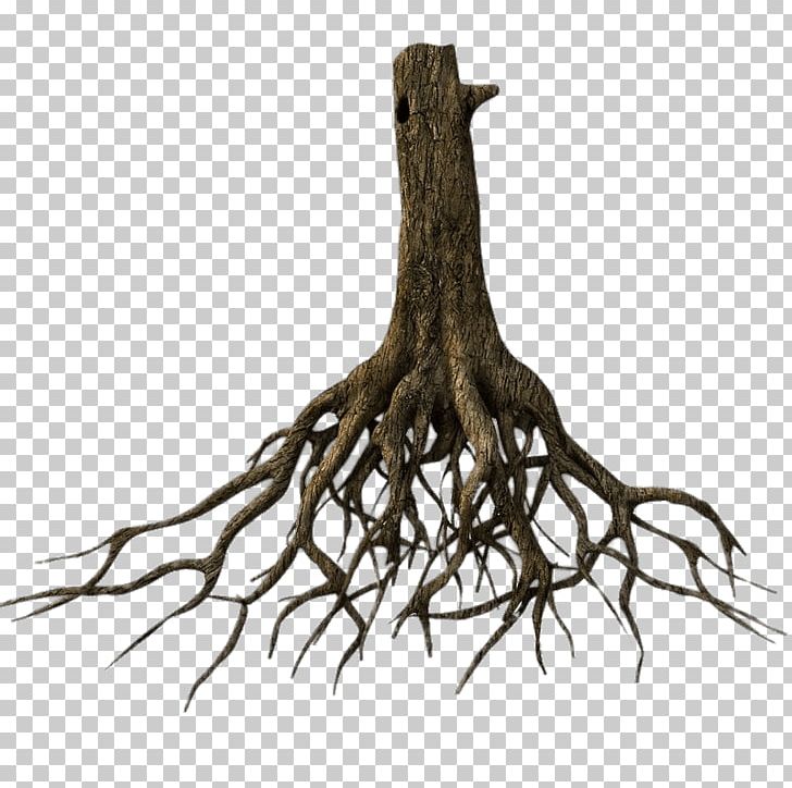 Tree Root 3D Modeling TurboSquid PNG, Clipart, 3d Modeling, Animation, Autodesk 3ds Max, Branch, Clip Art Free PNG Download