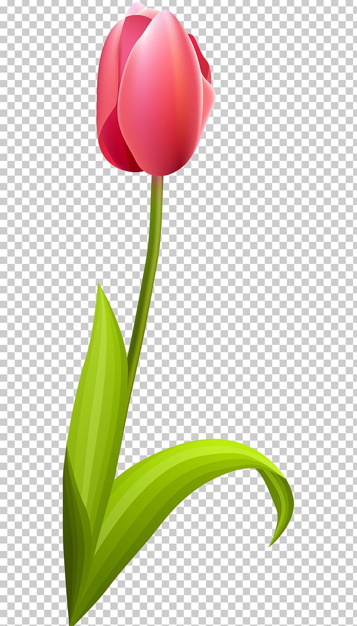 Tulip Cut Flowers Petal Plant Stem PNG, Clipart, Beautiful, Cartoon, Crocus, Cut Flowers, Download Free PNG Download