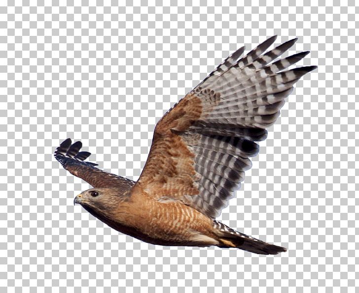 Bird Of Prey Red-shouldered Hawk Eagle PNG, Clipart, Accipitriformes, Animals, Beak, Bird, Bird Of Prey Free PNG Download