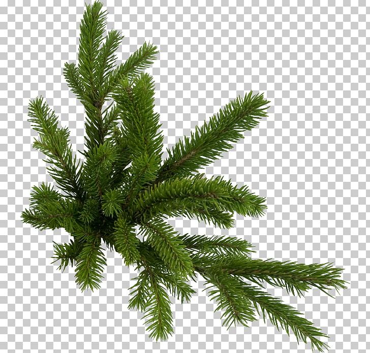 Fir Pine PNG, Clipart, Biome, Branch, Branches, Buckle, Christmas Tree Free PNG Download