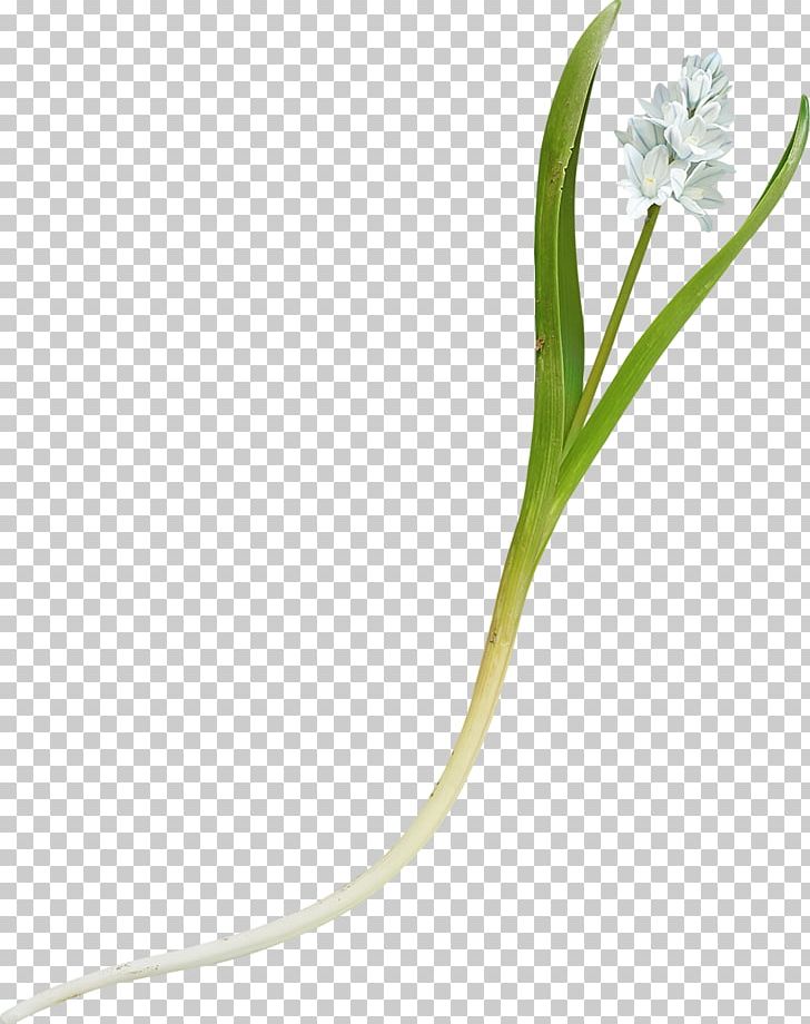 Grasses Flowering Plant Plant Stem PNG, Clipart, Family, Flower, Flowering Plant, Grass, Grasses Free PNG Download