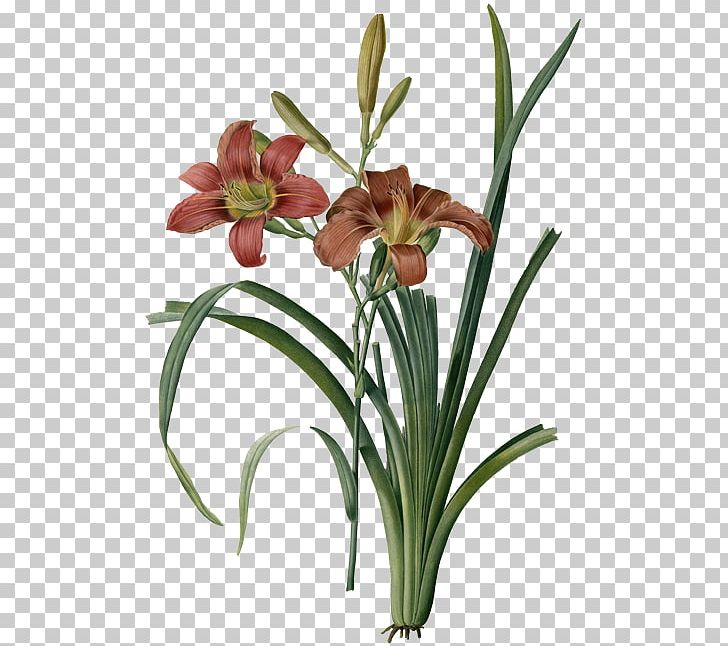 Les Liliacées Botanical Illustration Botany Art PNG, Clipart, Amaryllis Belladonna, Amaryllis Family, Art, Art Museum, Botanical Illustrator Free PNG Download