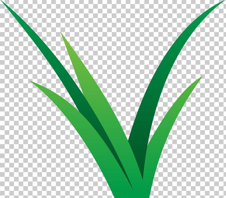 Vibrant Lawn Care PNG, Clipart, Angle, Care, Grass, Grass Family, Green Free PNG Download