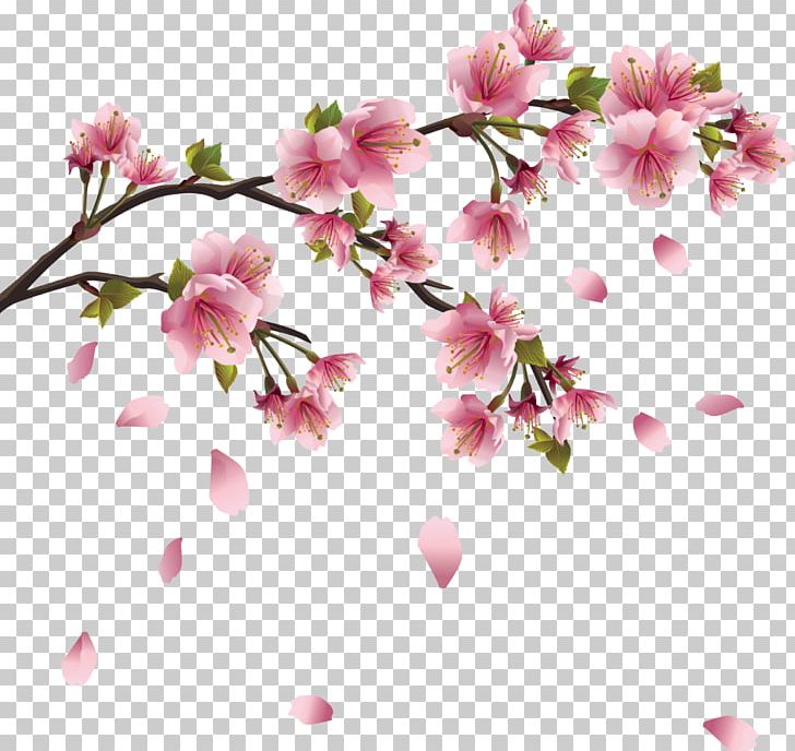Cherry Blossom PNG, Clipart, Blossom, Branch, Cherry, Cherry Blossom, Cherry Blossoms Free PNG Download