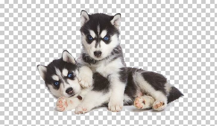 Siberian Husky Puppy Jack Russell Terrier Pug PNG, Clipart, Alaskan Klee Kai, Alaskan Malamute, Animals, Bank, Breed Free PNG Download