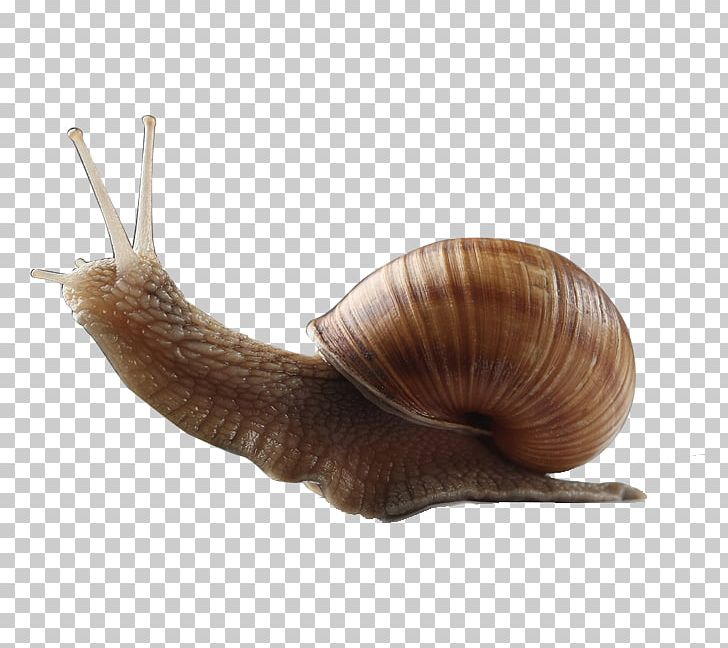 Snail Orthogastropoda Caracol Seashell PNG, Clipart, Animal, Animals, Climb, Climbing, Coffee Free PNG Download