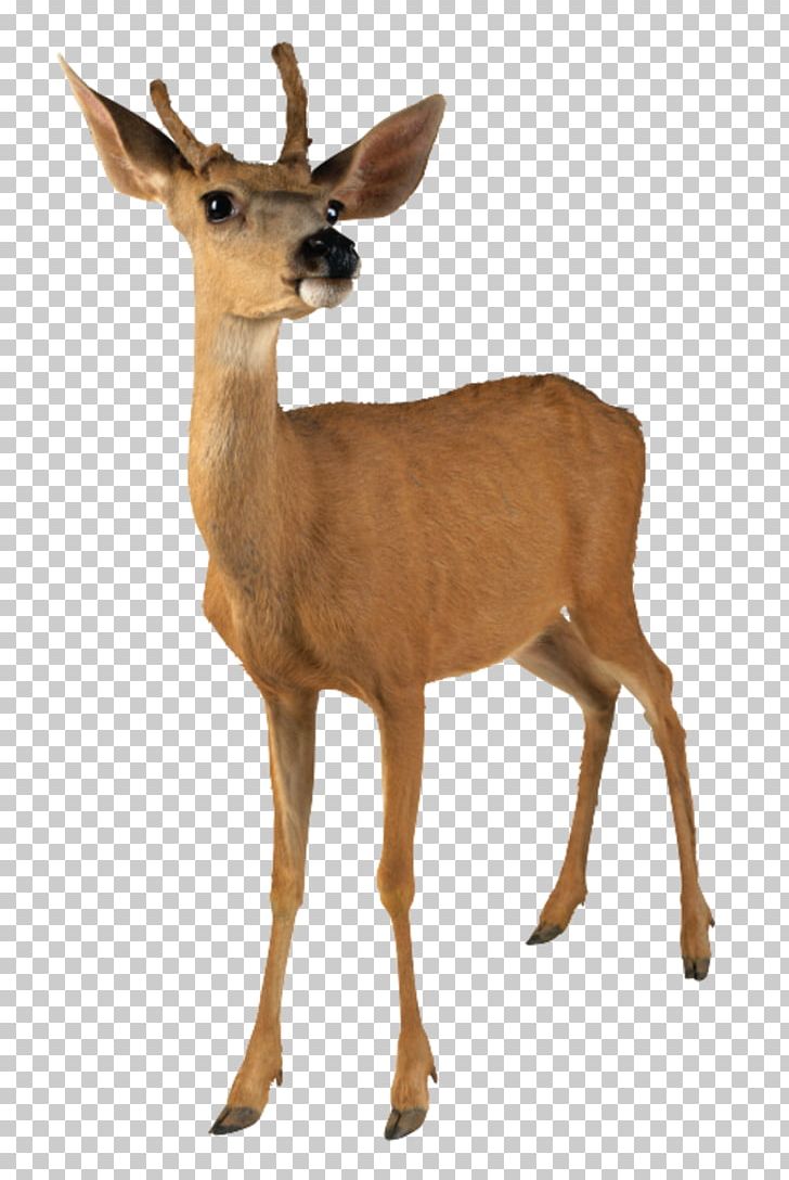 White-tailed Deer PNG, Clipart, Animal, Animals, Antelope, Antler, Computer Icons Free PNG Download