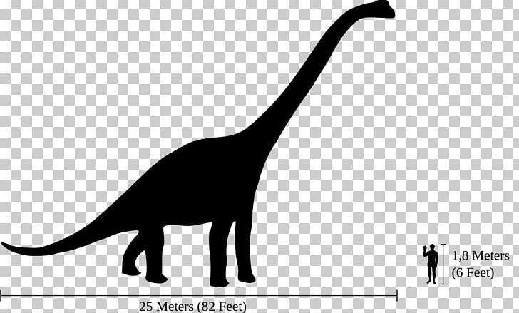 Brachiosaurus Giraffatitan Morrison Formation Dinosaur Size Diplodocus PNG, Clipart, Black And White, Brachiosauridae, Carnivoran, Cat, Cat Like Mammal Free PNG Download