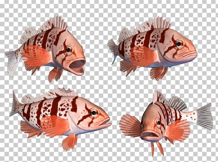 Deep Sea Fish 海水魚 Animal PNG, Clipart, Animal, Animal Figure, Animals, Animal Source Foods, Deep Sea Free PNG Download