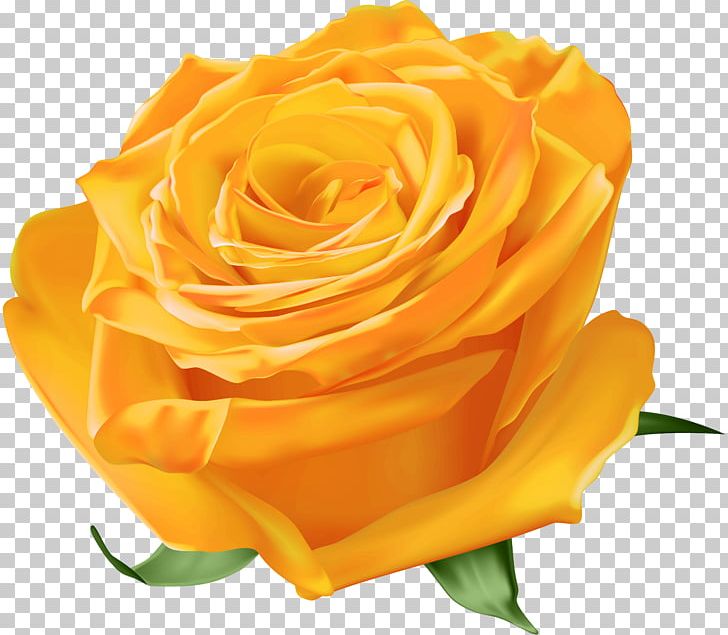 Garden Roses Yellow Blue Rose PNG, Clipart, Blue, Blue Rose, Cut Flowers, Desktop Wallpaper, Floribunda Free PNG Download
