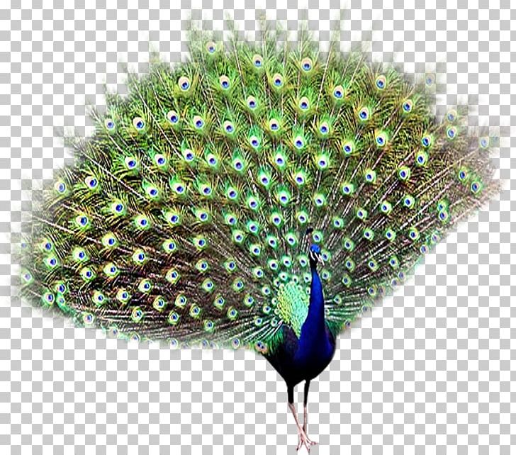 Bird Peafowl PNG, Clipart, Animal, Animals, Asiatic Peafowl, Beak, Bird Free PNG Download