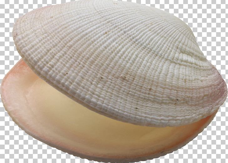 Bivalvia Seashell Oyster Mussel PNG, Clipart, Animals, Bivalvia, Cap, Clam, Clams Oysters Mussels And Scallops Free PNG Download