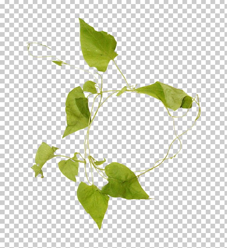 Leaf Herbaceous Plant PNG, Clipart, Branch, Digital Image, Download, Flower, Flowerpot Free PNG Download