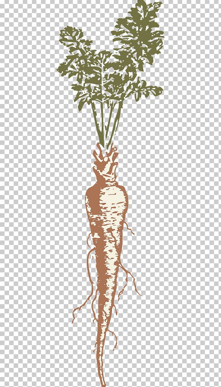 Root Vegetables Parsnip PNG, Clipart, Branch, Drawing, Flora, Flowering Plant, Food Free PNG Download